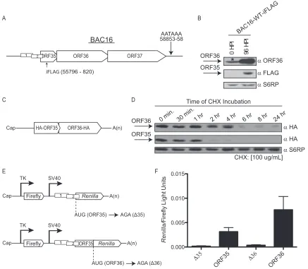 FIG 2 Analysis of the ratio of ORF35 expression to ORF36 expression during infection and transfection
