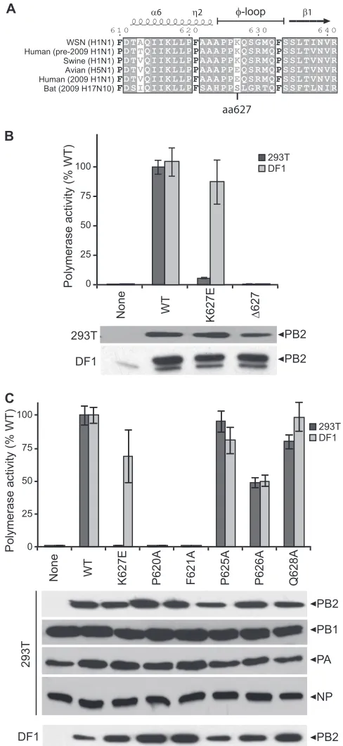 FIG 1 Residue 627 and the P[P/F]AAAPP motif of the PB2 627 domain arestandard deviation)