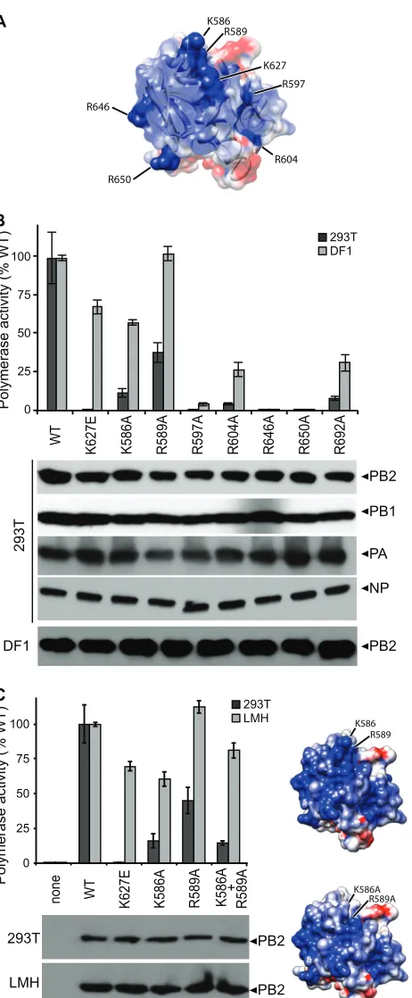 FIG 2 Conserved basic residues on the surface of the PB2 627 domain arePolymerase activity assays were performed in human (293T) and chicken (DF1or LMH) cells with the indicated PB2 mutants