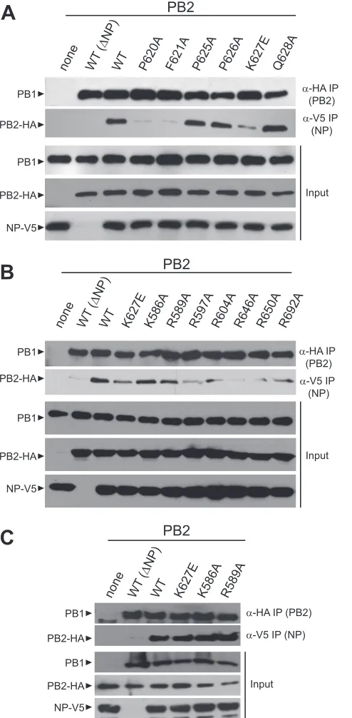 FIG 5 627 domain mutants reduce virus replication. Multicycle replicationkinetics were determined for P[F/P]AAAPP (A) and basic face (B) mutantviruses in avian cells