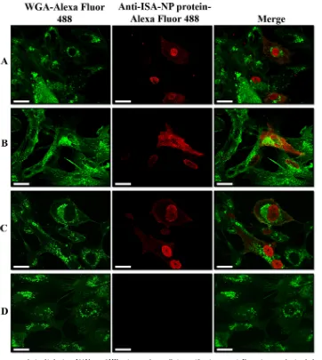FIG 2 Confocal microscopy analysis of infectious ISAV over SHK-1 tissue culture cells (magniﬁcation, �100)