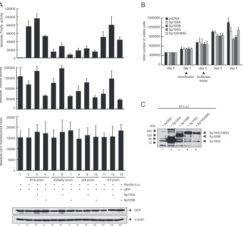 FIG 8 Differences in transfection efﬁciency do not account for the Sp100 isoform-speciﬁc effect on gene expression