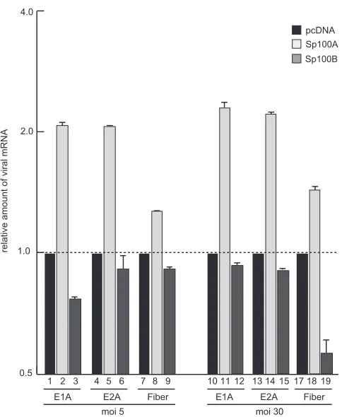FIG 9 Sp100 isoform-speciﬁc regulation of Ad mRNA synthesis. Subconﬂu-superinfected with wild-type virus (H5(MOI) of 5 or 30 FFU/cell at 48 h posttransfection