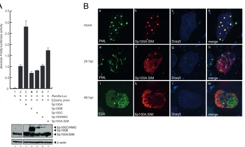 FIG 10 Sp100A transcriptional activation and localization depend on a functional SIM. (A) U2OS cells were transfected with 0.5 �g pRenilla-Luc, 0.5 �gpGL-E2early-promoter, and 0.2 �g pE1A-13S, pSp100A, pSp100B, pSp100C, pSp100HMG, or pSp100A-SIM in the com