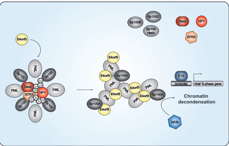 FIG 11 PML-NB-mediated transcriptional regulation of Ad gene expression. The schematic representation depicts the proposed model of Ad-mediatedrelocalization of antiviral factors associated with PML nuclear bodies