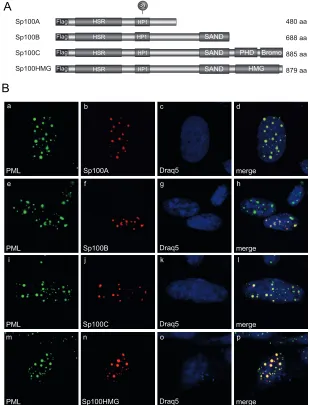 FIG 2 Localization of Sp100 isoforms in noninfected cells. (A) Schematic representation of N-terminally Flag-tagged Sp100 isoforms depicting their domainorganization