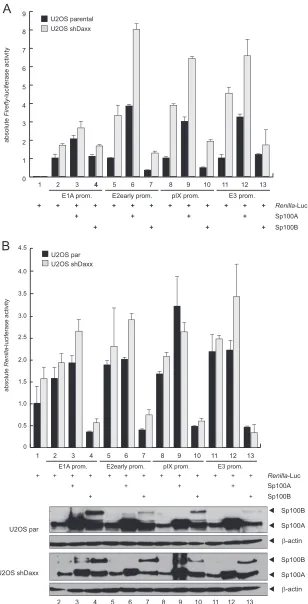 FIG 7 Sp100 isoform-speciﬁc regulation of Ad gene expression. (A) U2OS and U2OS shDaxx cells were transfected with 0.5promoter, pGL-E2early-promoter, pGL-E3-promoter, or pGL-pIX-promoter, and 0.5extracts were prepared and luciferase activities determined a