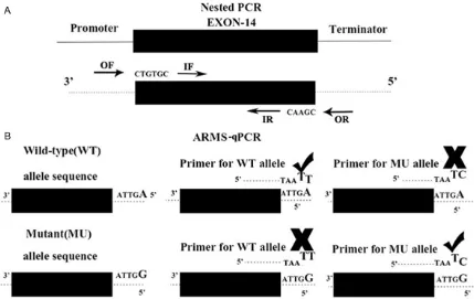 Table 1. Primers for PCR-sequencing and nested ARMS-qPCR