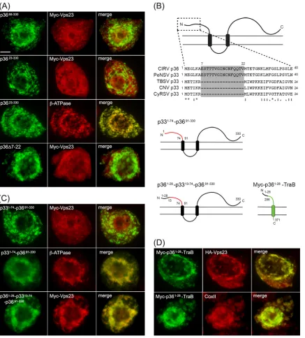FIG 6 A unique 16-amino-acid-long sequence at the N terminus of p36 is both necessary and sufﬁcient for relocalizing Vps23 to mitochondria in BY-2 cells