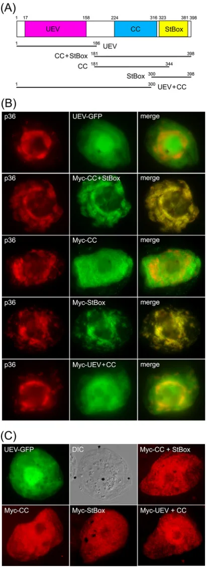 FIG 7 The C-terminal StBox of Vps23 is necessary and sufﬁcient for its recruit-residues) that delineate the protein’s UEV, CC, and StBox domains, which arecolored red, blue, and yellow, respectively, and which are depicted below aslines representing the va