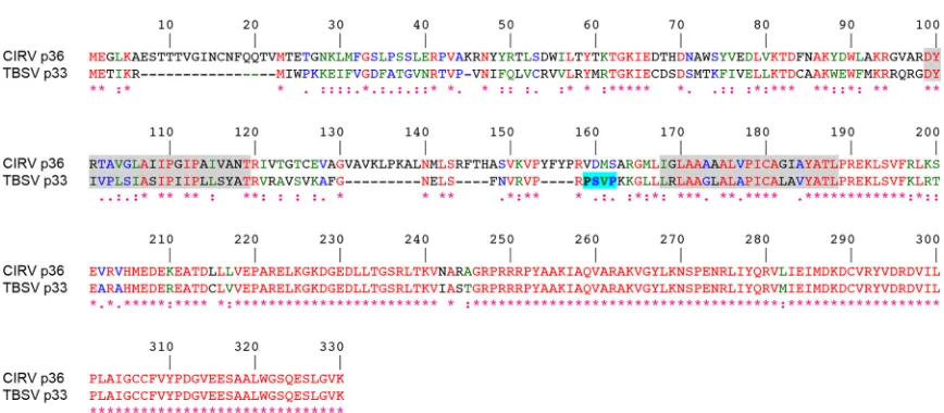 FIG 1 Alignment of the deduced amino acid sequences of CIRV p36 and TBSV p33. Sequences were obtained from GenBank (accession numbers(shown on a gray background) were determined using TOPCONS and visual inspection, and the late-domain-like motif identiﬁed 