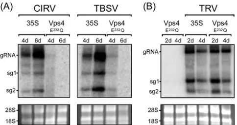 FIG 2 Inhibition of CIRV and TBSV replication inAgrobacteriumArabidopsisCIRV or TBSV cDNA