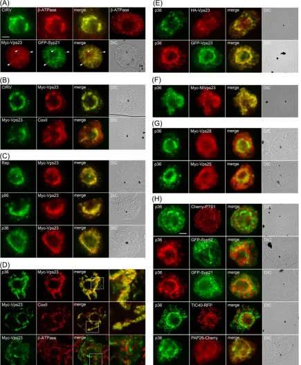 FIG 3 Relocalization of Vps23 from the cytosol and late endosomes to mitochondria in BY-2 cells coexpressing CIRV p95 and/or p36