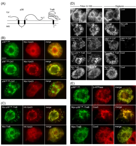 FIG 4 The cytosol-facing N-terminal region of p36 is both necessary and sufﬁcient for relocalizing Vps23 to mitochondria in BY-2 cells