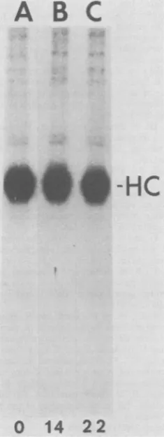 FIG. 4.ofexperimentalanalysistreatmentassociatedanti-RSVMethods.kinasekinasephoresis.presenceRSV-Bp60""sured the Stability of the protein kinase activity of of PR-RSV-B