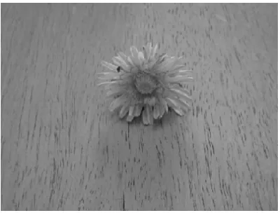 Figure 1.1 object on a uniform background 