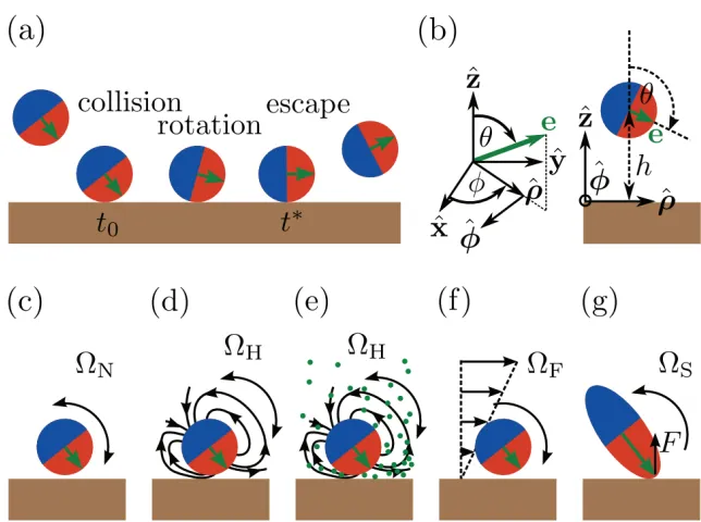 Figure 1.9 From Zöttl and Stark(c)-(g) Reorientation mechanisms close to the wall contributing to its angular velocity[ZS16]