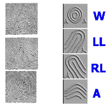 Figure 2 : Minutiae types 