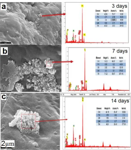 Figure 8. SEM micrographs and EDX analysis of apatite growth on the surface of the macroporous arms (containing mesoporous) after (a) 3, (b) 7, and (c) 14 days immersion in the simulated body solution 