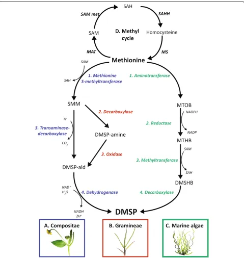 Fig. 1 Pathways of DMSP biosynthesis in higher plants and marine algae (adapted from [4]).Scycle and the enzymes involved in methionine biosynthesis
