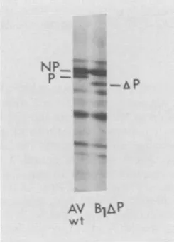 FIG. M (O). From El xPyieldculturestheinactivationamount(MOI (*), M ofgels synthesis inAl (MOI parent same mediumquantified UV= of (A) as 5) cells from viral x described in at AlX electropherograms polypeptides the in 9.5 (MOI Materials 30-min h Eluv: post