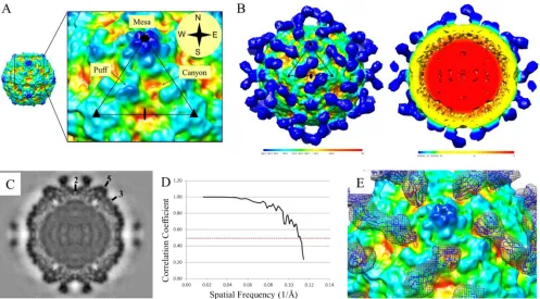 FIG 1 CVB3 and virus-CAR complex maps. (A) The close-up view of the asymmetric unit of CVB3 shows the topography of the virus surface, including the5-fold mesa, canyon, and puff
