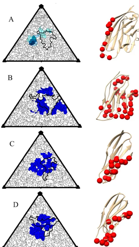FIG 3 Comparison of virus-receptor contacts. Road maps of the virusCVA21 (surface are represented as a quilt of amino acids, shown as a projection withthe icosahedral asymmetric unit indicated by the triangular boundary (71).For each virus—CVB3 (A), PV (B)