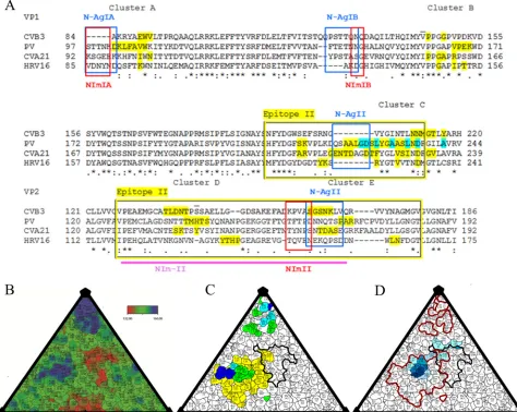 TABLE 4 Percent sequence similarity between the viral capsid proteinsof CVB3 and PV, HRV16, and CVA21a
