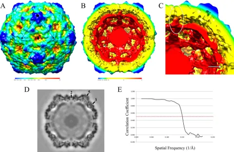 FIG 6 CAR-catalyzed CVB3 A-particle. (A) CVB3 A-particle is shown surface rendered and colored according to radial height (key beneath map)