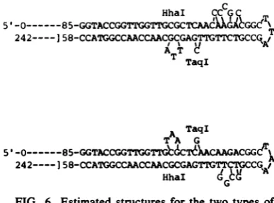 FIG. 6.5'-terminal Estimated structure palindromes in th4