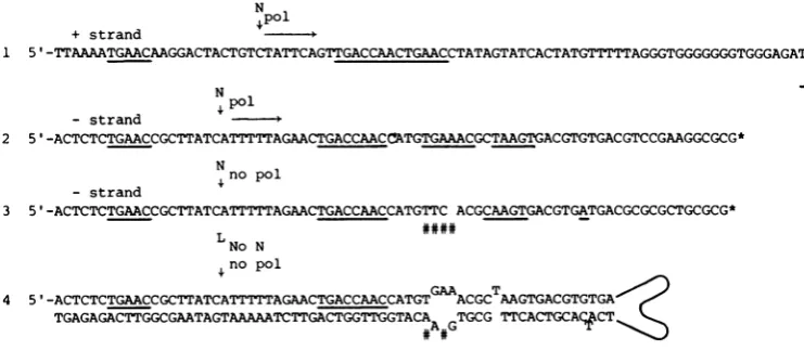 Fig. 7,foldbackterminal and sequence 4 is the 3' terminus in configuration. The minus strand 3'- sequences at the monomer junctions in