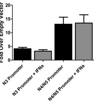 FIG 9 Immunoblot analyses of RTA protein expression levels in WT- andG50DblKo-infected NIH 3T12 ﬁbroblasts, C57BL/6 MEFs, and 129S2/SvPas.IFN-immunoblot analysis to detect RTA expression levels