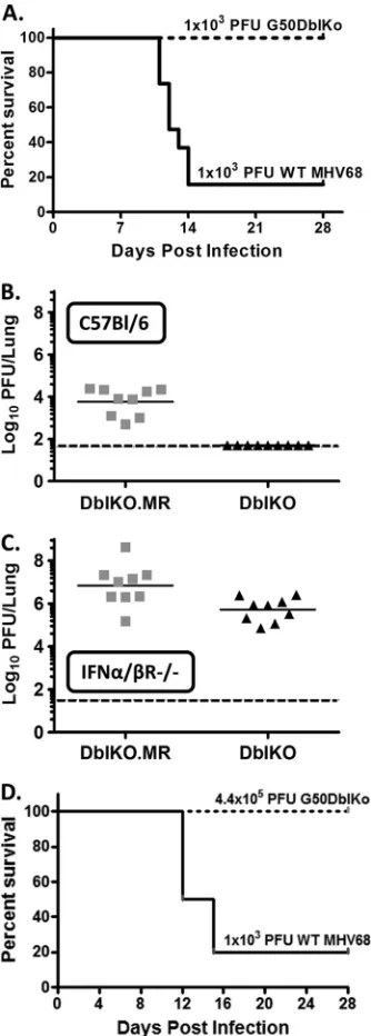 Table 1). More importantly, the defect in virus reactivation ob-�/�