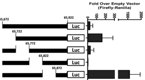 FIG 2 Promoter deletions within the MHV68 E0 250-bp promoter region.Reporter constructs were generated within the context of the 250-bp pro-moter through overlapping PCR