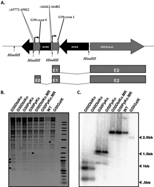 FIG 3 Generation of MHV68 G50DblKo and G50DblKo.MR viruses. (A) Schematic diagram of alternatively initiated gene 50 transcripts