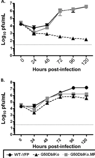 FIG 4 G50DblKo virus replicatesin NIH 3T12 ﬁbroblasts. (A) Multistep growth curve of NIH 3T12 cells in-fected with an MOI of 0.1