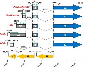 FIG 7 RACE analyses reveal three additional G50 exons upstream of E0. RACE analyses were performed using cDNAs generated from WT-YFP- and G50DblKo-infected Vero-Cre, Raw 264.7, and IFN-�/�R�/� MEFs at 24 and 48 h postinfection