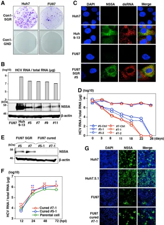 FIG 4 Establishment of HCV RNA replicon and cured FU97 cells. (A) Wild-type SGR RNA (Con1-SGR) or replication-defective RNA (Con1-GND) of the HCVHCV genome