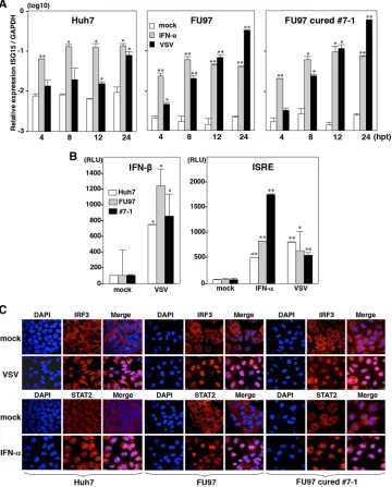 FIG 5 Innate immune response in cured FU97 cells. (A) Huh7, parental, and cured FU97 cells (clone 7-1) were stimulated with 100 IU/ml of IFN-with VSV