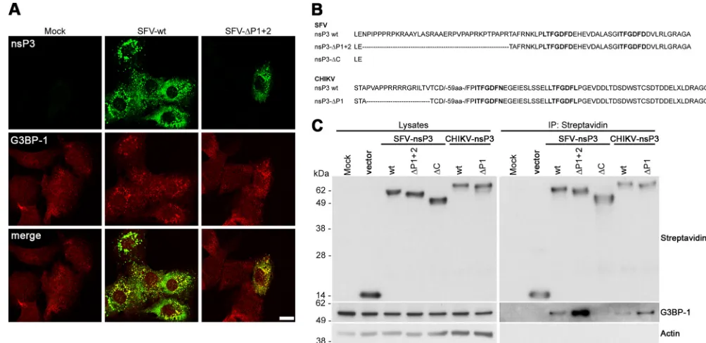 FIG 1 SFV and CHIKV nsP3 sequences binding the SH3 domain of amphiphysins are not required for G3BP-1 binding