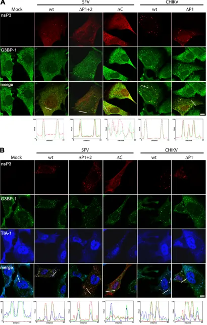 FIG 2 SFV and CHIKV nsP3 sequences binding the SH3 domain of amphiphysins are not required for localization to G3BP-1-positive foci