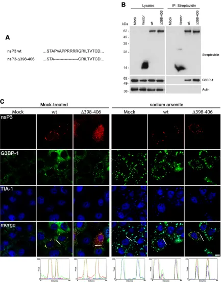 FIG 3 CHIKV nsP3 sequences binding the SH3 domain of amphiphysins are not required for localization to G3BP-1-positive foci in Vero cells