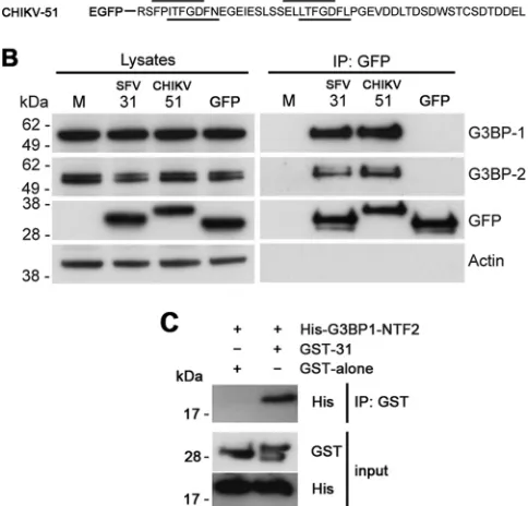 FIG 4 The C-terminal repeat motifs of SFV and CHIKV nsP3 are sufﬁcient forG3BP binding