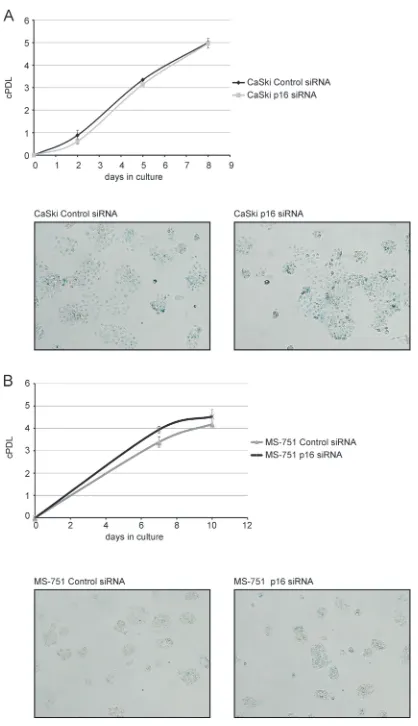 FIG 4 p16Lower panel, at day 11, cells were assessed for presence of SA-INK4A knockdown does not affect cell proliferation in CaSki andMS-751 cells