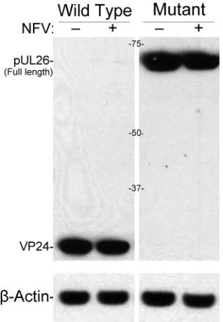 FIG 1 HSV-1 UL26 protease expression and activity are not affected by nel-ﬁnavir. Shown here is an immunoblot of Vero cells infected with wild-typevirus (KOS) or protease-inactive mutant virus (KUL26H61E) that had beenincubated for 24 h in the absence (wer