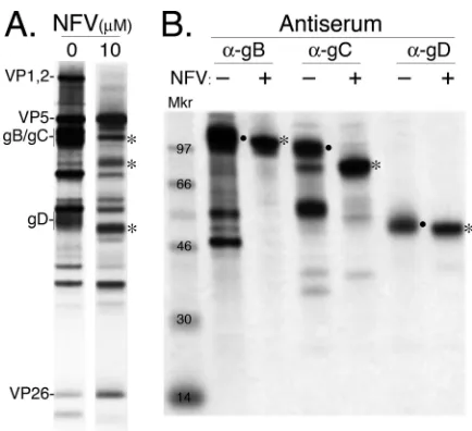 Fig. 3B).