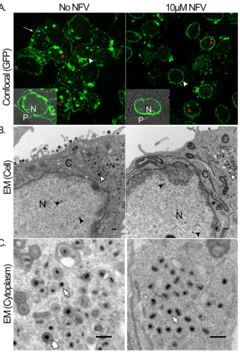 FIG 4 Nelﬁnavir inhibits maturation and export of virus. (A) Confocal (GFP)panels. Vero cells were infected with a GFP-expressing recombinant virus(K26GFP), incubated without (No NFV) or with 10examined in live culture by confocal microscopy