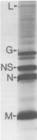 FIG. 2.trichloroaceticacids,7.4,0.2hydrolyzetime.cyteasdentactiontemplates,tion,inincubatedscintillation[35S]methionineIpMifiters, 5% in Kinetics of in vitro protein synthesis