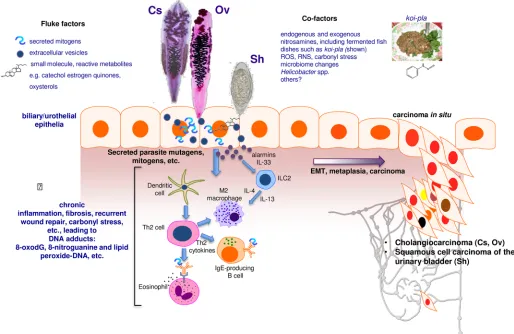 Fig 1. Schematic representation of hypothesized processes of carcinogenesis of the biliary tract and urinary bladder during chronic