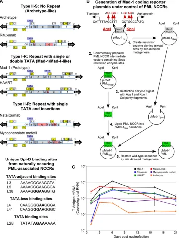 FIG 2 Schematic depiction of viral NCCR, cloning strategy, and early gene expression. (A) The NCCRs from PML patient tissues that are classiﬁed as type II-Sno-repeat archetype like, type I-R single TATA box repeat Mad-4 like, and type II-R single TATA box 